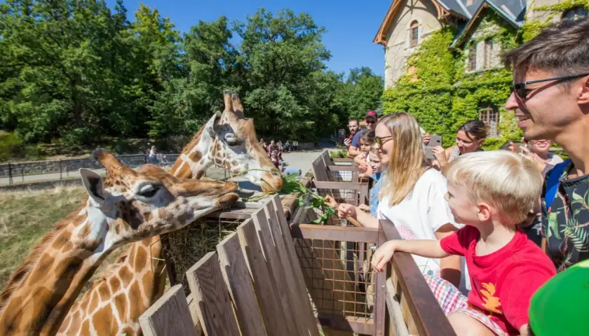 Famille nourrissant des girafes dans un parc d'attractions.