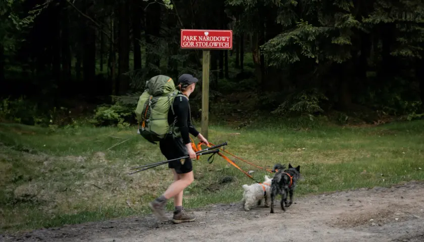 Woliński Park Narodowy z psem to wspaniała przygoda. Turystka z plecakiem i dwoma psami na smyczy przemierza leśną ścieżkę.