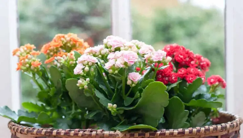 Un panier tressé déborde de kalanchoes extérieurs aux fleurs roses, rouges et orangées, devant une fenêtre floue.