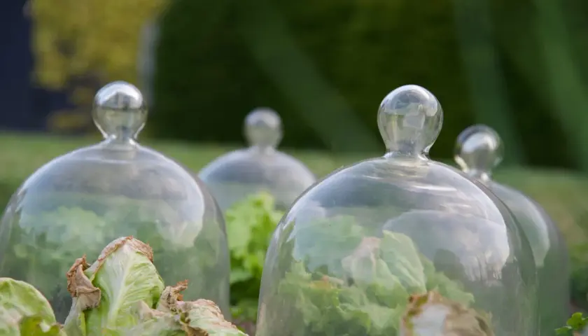 Salades protégées sous des cloches de verre, une solution anti limace naturel pour un potager sain.