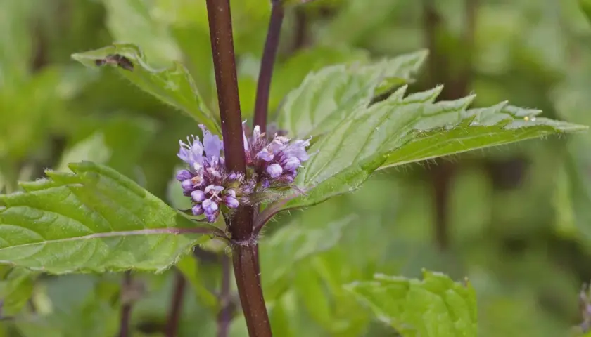 Nahaufnahme von marokkanischer Minze mit zarten lila Blüten. Der Unterschied zur Pfefferminze liegt in den feineren Blättern und dem süßeren Aroma.
