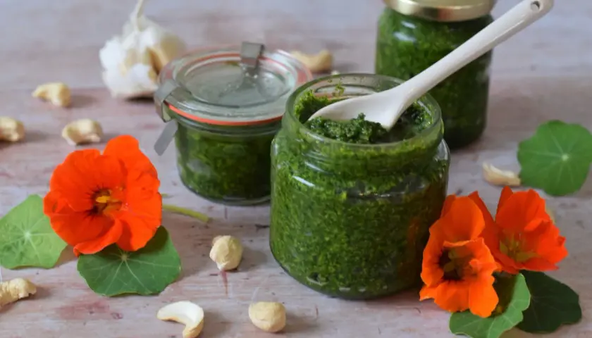 Frisches Kapuzinerkresse Pesto in Gläsern, umgeben von Kapuzinerkresseblüten, Cashewkernen und Knoblauch.