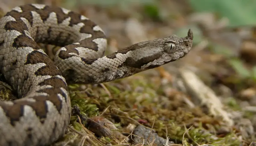 Una serpiente con cuernos, con escamas grises y marrones, se enrosca sobre musgo y hojarasca.