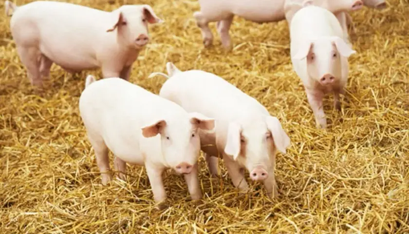 Kilka białych świń na słomie. Zastanawiasz się, jaka będzie cena wieprzowiny za kg?