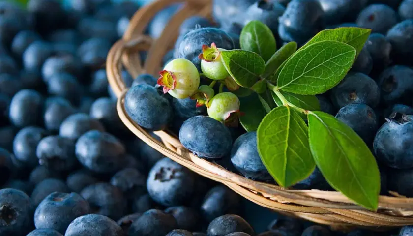 Ein Korb voller Blaubeeren, ideal für die Schwangerschaft. Frische Beeren mit grünen Blättern und unreifen Früchten.