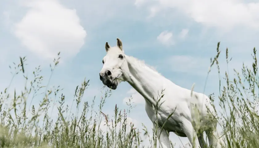 Un magnifique cheval blanc broute de l'herbe dans un champ, le ciel bleu et nuageux en arrière-plan. Il semble tout droit sorti d'une écurie de rêve.