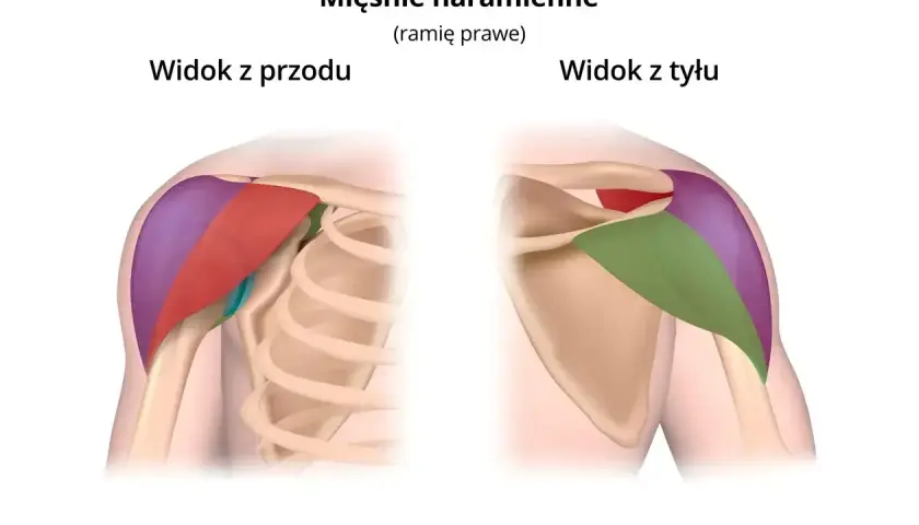 Anatomia mięśni naramiennych: widok z przodu i z tyłu. Określenie, ile serii na barki wykonać, zależy od treningu.