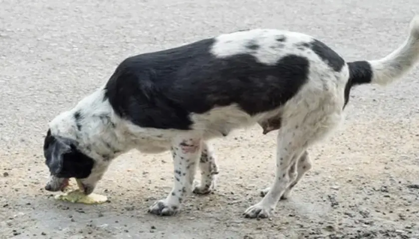 Perro blanco y negro vomitando bilis. Si tu perro vomita bilis, consulta a tu veterinario.