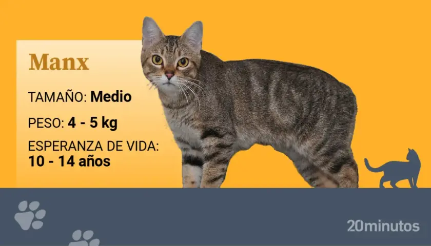 Un gato Manx, de tamaño medio y peso entre 4-5 kg, ¿será que esta es la raza de mi gato?