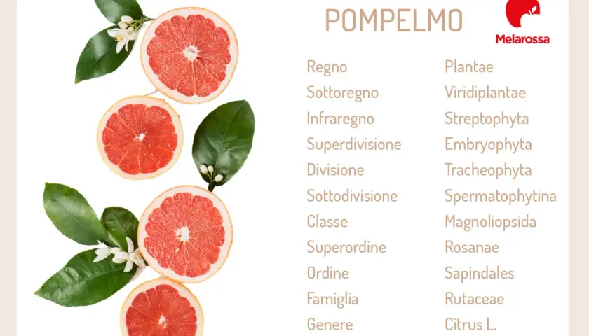 Pompelmi freschi e fiori, con un elenco tassonomico che include Citrus X paradisi, suggerendo le proprietà dell'estratto di semi di pompelmo.