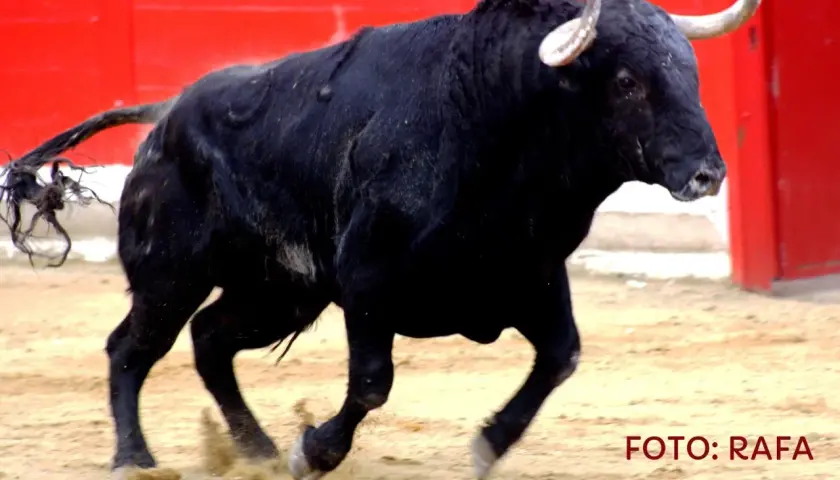 Toro negro bravo en la arena, listo para la lidia. Ganadería El Torero.