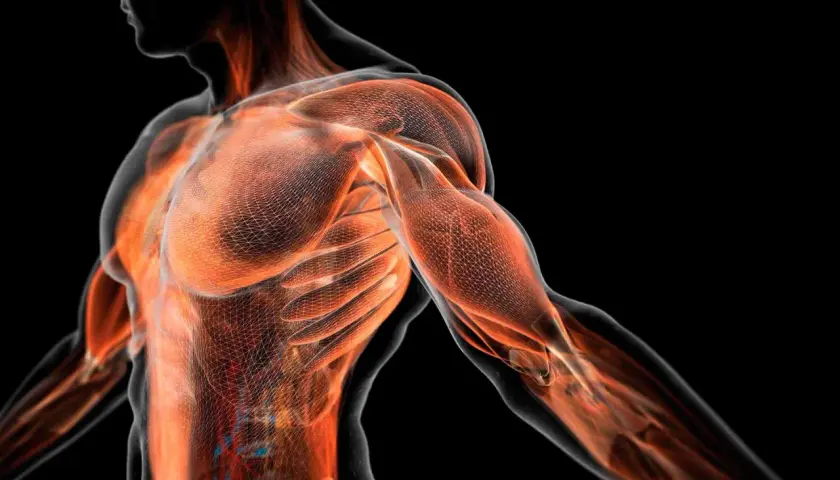 Anatomía muscular humana en 3D, mostrando la red de la fascia que envuelve los músculos del torso y brazo.