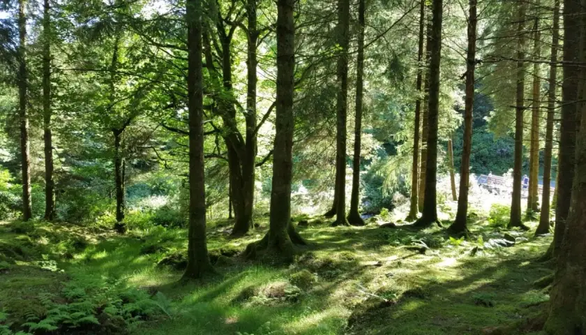 Słoneczne promienie przebijają się przez gęsty las, tworząc magiczną atmosferę. To idealne miejsce na spacer po jednym z polskich parków narodowych.