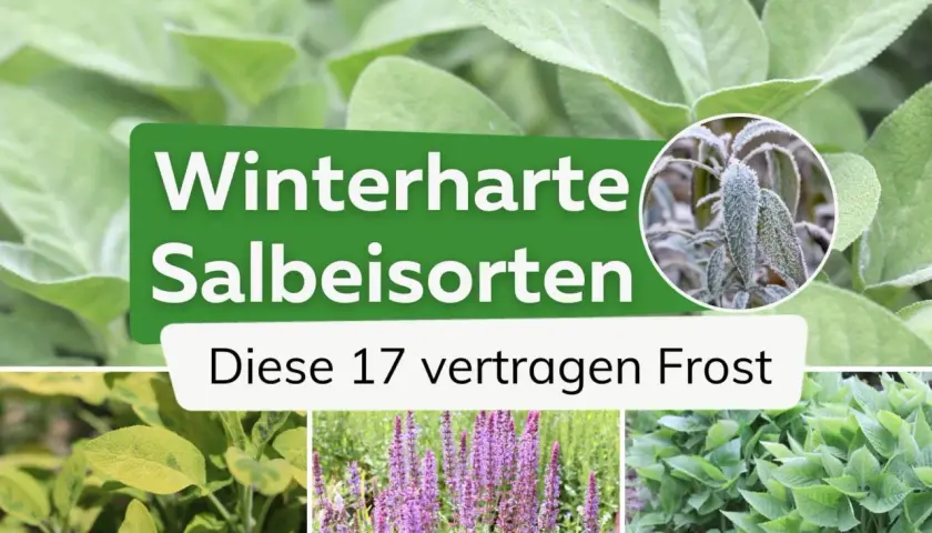 Winterharte Salbeisorten: Diese 17 vertragen Frost. Nahaufnahme von Salbeiblättern, einige mit Raureif bedeckt.