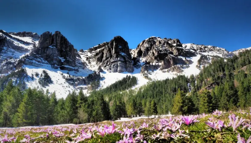 Flores moradas cubren el prado al inicio de la ruta Prat del Cadi, con montañas nevadas y bosques de pinos al fondo bajo un cielo azul.