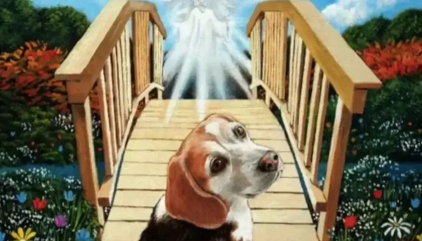 Pies beagle na moście tęczowym, w stronę anioła. Symbol uśpienia psa, przejścia do lepszego świata.