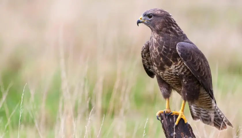 Ein Bussard, ein majestätischer Greifvogel, sitzt auf einem Baumstumpf. Sein Blick ist wachsam, bereit, seine Umgebung zu beobachten.
