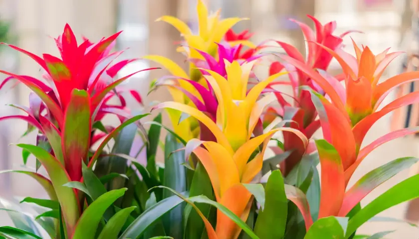 Kolorowe kwiaty bromeliady, jak długo kwitnie? Te egzotyczne piękności zachwycają intensywnymi barwami przez wiele tygodni, dodając życia każdemu wnętrzu.