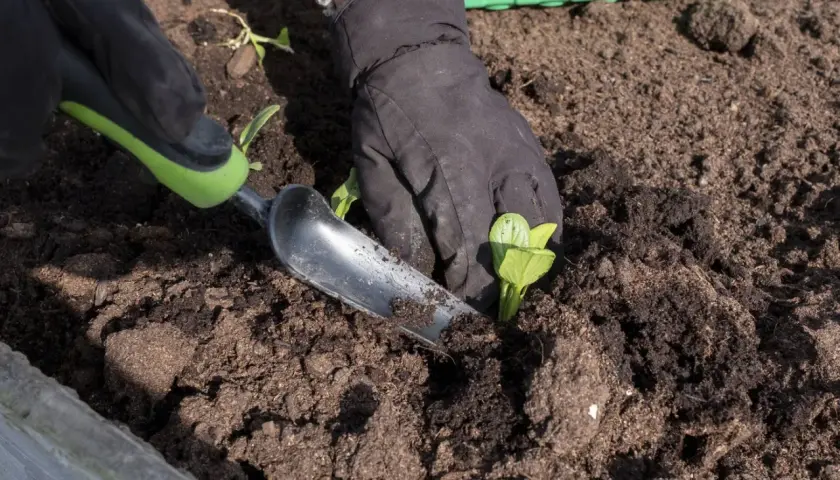 Händer med handskar planterar små plantor i jord. Bra tips för odla i pallkrage för en frodig skörd.