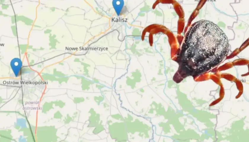 Kleszcze w Polsce: Gdzie żyją i jak ich unikać? Sprawdź mapę
