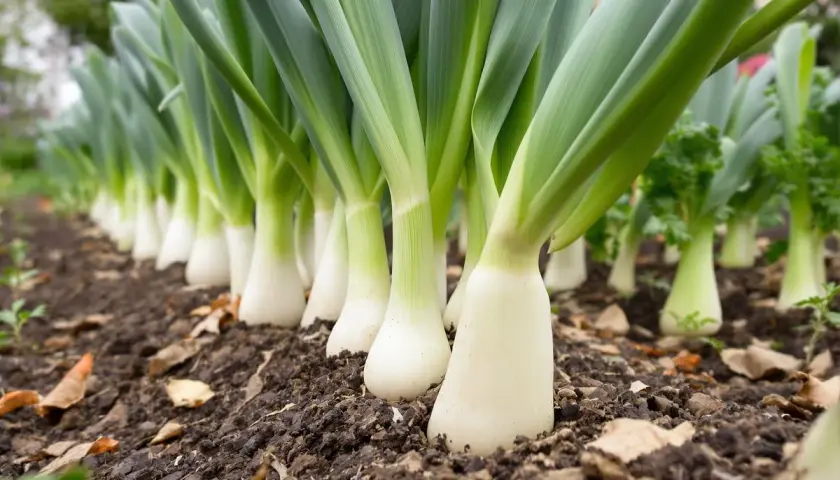 Poireaux alignés dans un potager. La question "faut-il tailler les poireaux pour les faire grossir" plane sur ces jeunes pousses blanches et vertes.