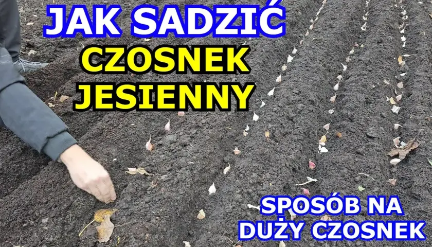 Jak uprawiać czosnek żeby był duży - sprawdzone metody na plon
