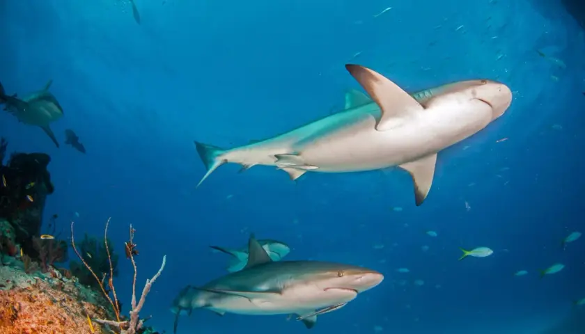 Un grupo de tiburón de arrecife nada en aguas azules claras, cerca de un arrecife de coral.