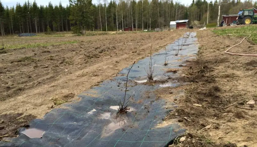 Nyplanterad aronia buske rad på en åker, täckt med markduk. Traktor och byggnader i bakgrunden.