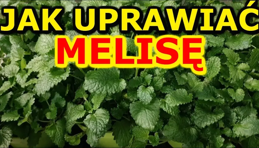 Melisa jak uprawiać – proste metody, które zapewnią udane zbiory