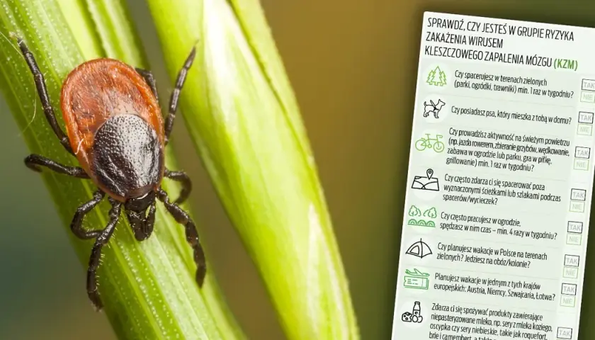 Kleszcz zabija? Poznaj realne ryzyko i skuteczną obronę