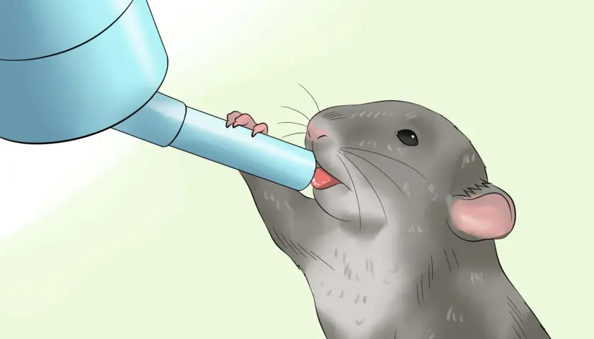 Una rata gris bebe agua de un dispensador azul. Esto nos muestra que las ratas comen y beben para sobrevivir.