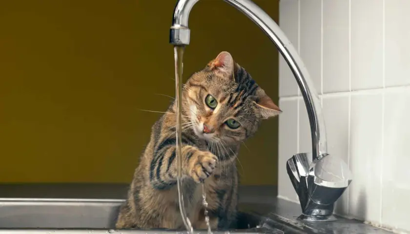 Gato juguetón con grifo abierto, parece que mi gato no bebe agua, prefiere jugar con el chorro.