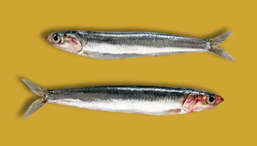Dos boquerones frescos, listos para la cocina. ¡Anchoa y boquerón es lo mismo!