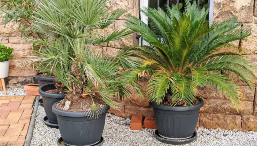 Zwei verschiedene palmen arten in Töpfen vor einer Steinwand. Eine Palme hat fächerförmige Blätter, die andere hat gefiederte Blätter.