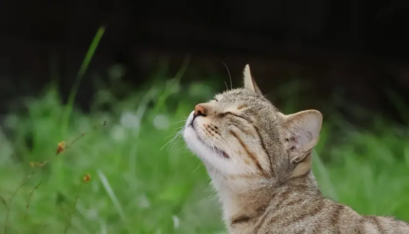 A tabby cat tilts its head back, eyes closed, as if savoring a pleasant scent. This serene moment contrasts with the knowledge of what smells cats hate.