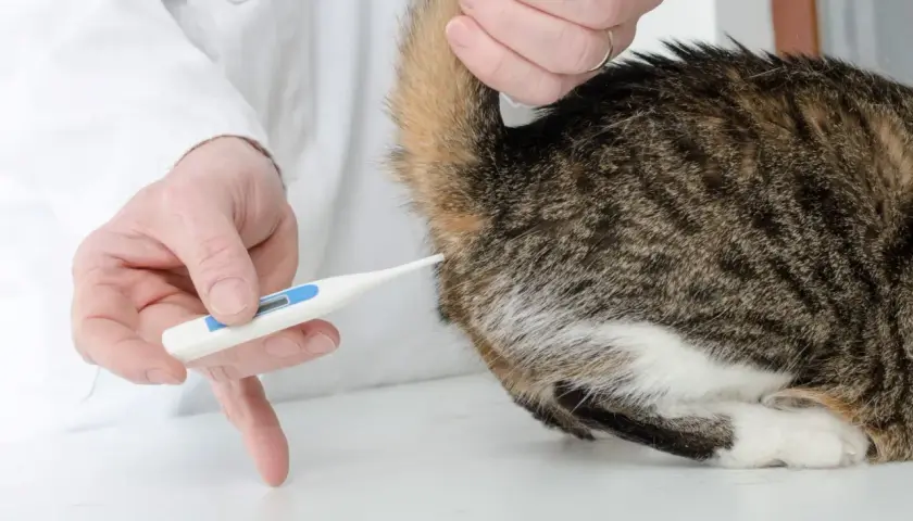 Tierarzt misst die Temperatur einer Katze mit einem digitalen Thermometer.