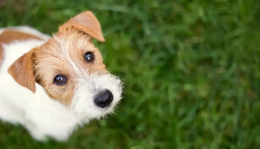 Ein niedlicher Jack Russell Terrier blickt neugierig in die Kamera. Diese Rassen sind bekannt für ihre Energie.