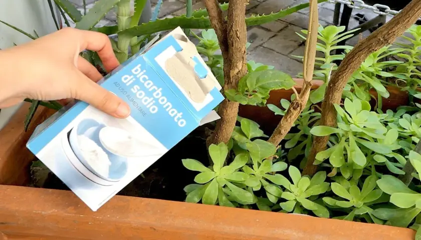 Mano che versa bicarbonato di sodio, un antiparassitario naturale, su piante in vaso per proteggerle.