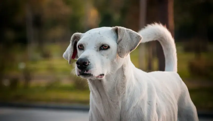 Cane bianco con sguardo intenso, forse un cane con rabbia, in un ambiente naturale sfocato.