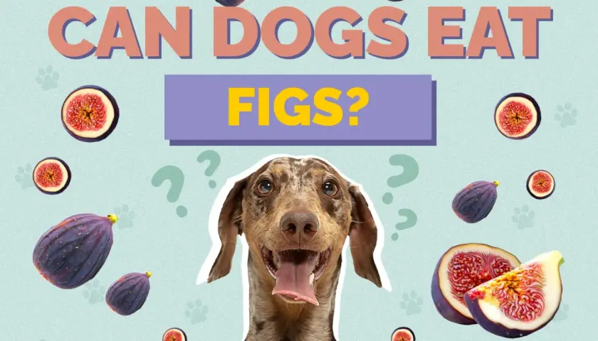 A dog looks up curiously, surrounded by whole and sliced figs, with the question "CAN DOGS EAT FIGS?" prominently displayed.