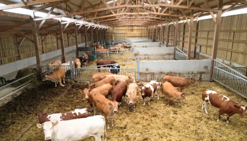 Vue d'ensemble d'un bâtiment d'engraissement bovin avec plusieurs enclos remplis de vaches de différentes couleurs.
