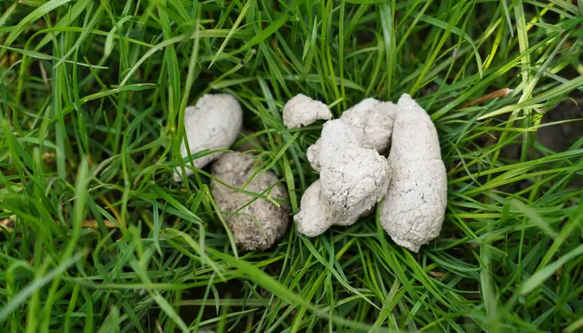 Kupa psa na trawie, z widocznymi białymi kropkami w kale.