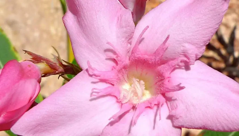 Piękny, różowy oleander. Pamiętaj, czy oleander jest trujący – jego piękno skrywa niebezpieczeństwo.