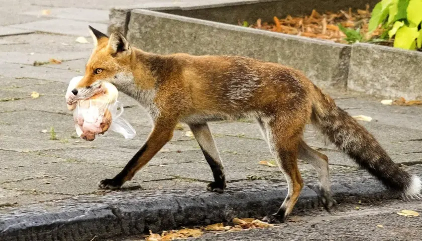 Ein Fuchs mit Beute im Maul, der über den Gehweg schleicht. Man fragt sich, wie bellt ein Fuchs, wenn er so beschäftigt ist.