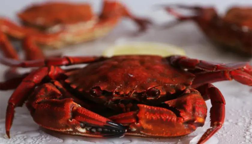 Una nécora gallega cocida, de color rojo intenso, reposa sobre una superficie con gotas de agua. Al fondo, otras dos nécoras.