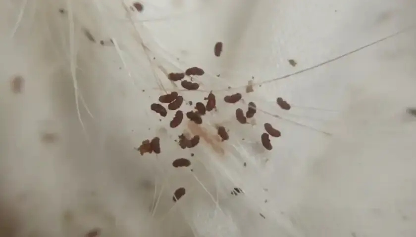 Kupa pchła kocia, małe, ciemnobrązowe owady, przyczepione do białych włosów.
