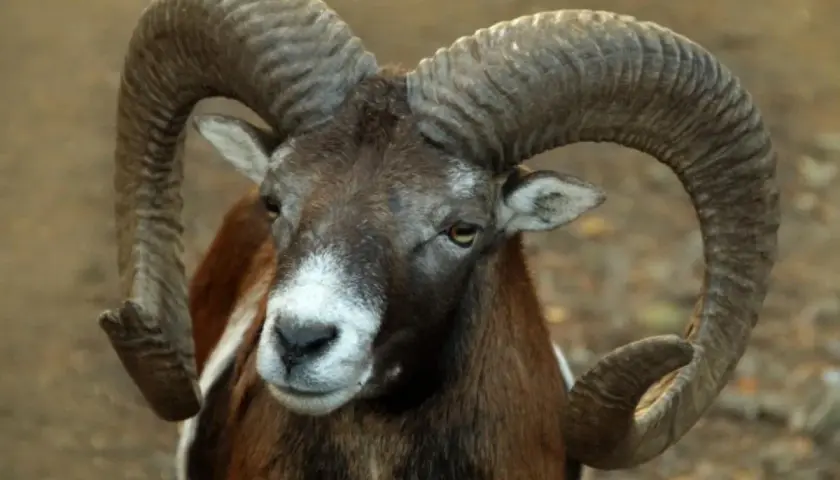Un carnero salvaje con cuernos curvos y majestuosos. Las ovejas tienen cuernos impresionantes que muestran su fuerza.