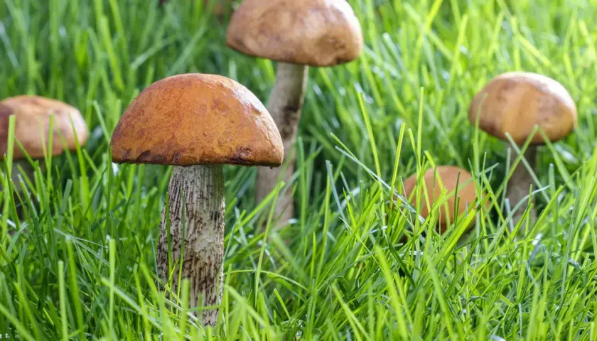 Mehrere komische Pilze mit orangebraunen Hüten und gemusterten Stielen wachsen im saftigen grünen Gras.