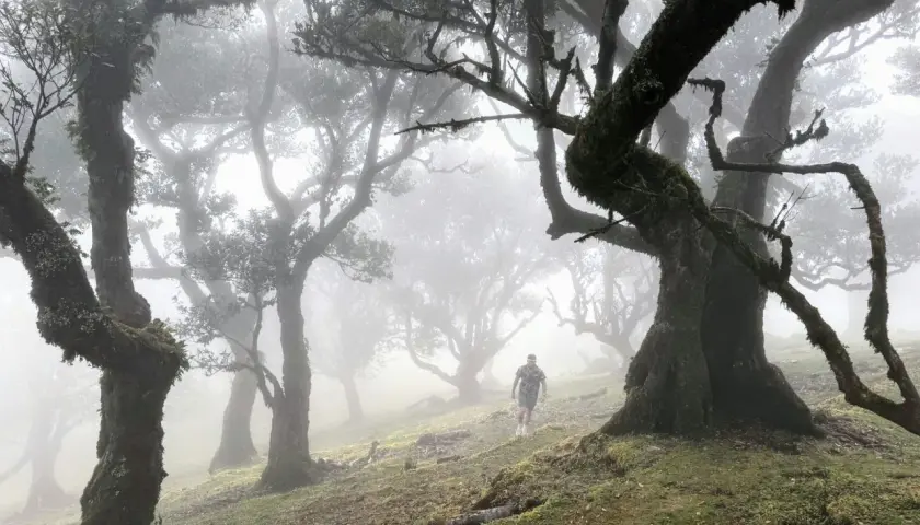 Ein Wanderer durchquert den mystischen Feenwald auf Madeira, wo moosbewachsene Bäume im Nebel wie alte Riesen stehen.
