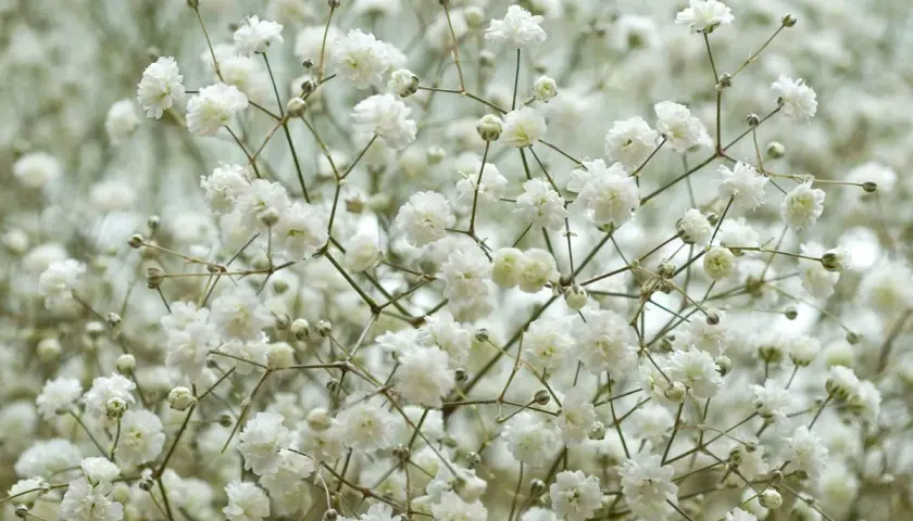 Un nuage de petites fleurs blanches, comme une brume délicate. Ces gypsophiles semblent danser sur leurs fines tiges.